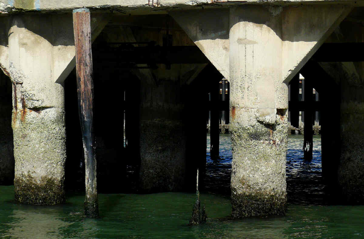 [5+decay+on+pier+pilings+at+ft+mason.jpg]