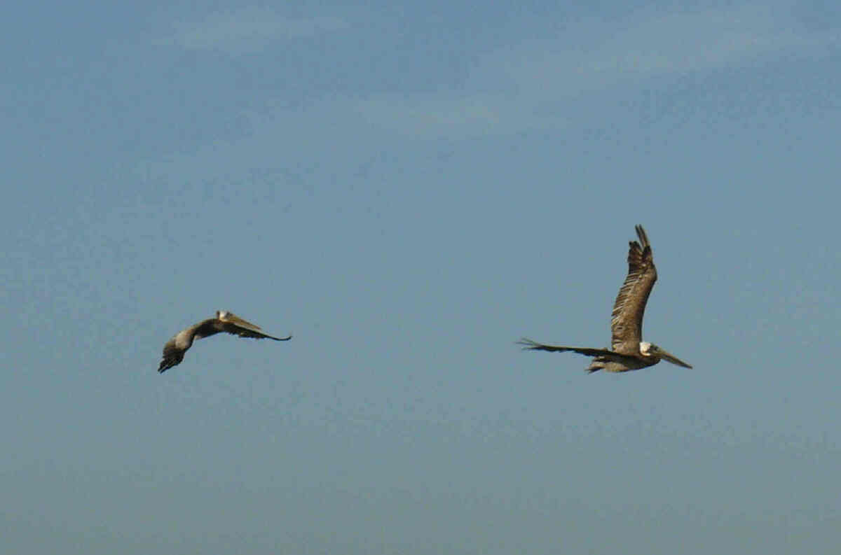 [9+pelicans+flying+past.jpg]