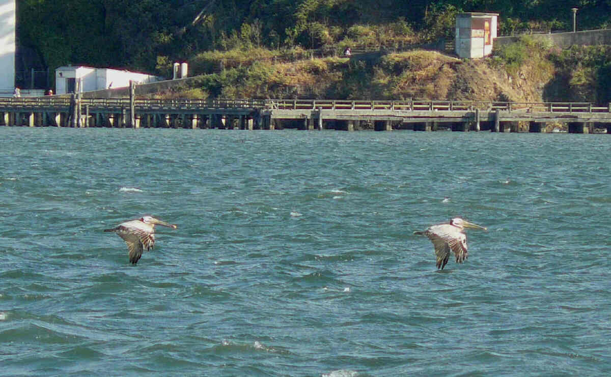 [28+pelicans.jpg]
