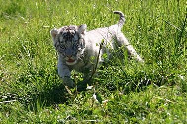 [White+Tiger+Cub+running.JPG]