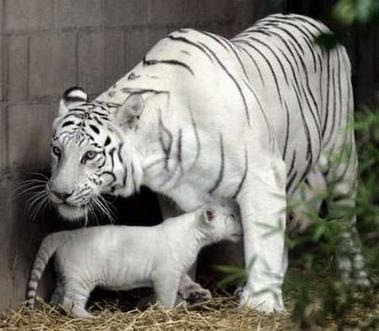 Pics Of Tigers Cubs. White Tiger Cubs