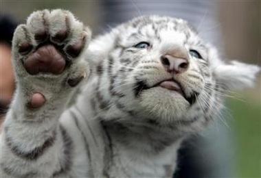 [Cute+White+Tiger+cub.JPG]