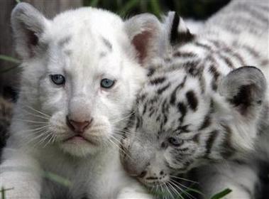 [White+tiger+cubs+looking.JPG]