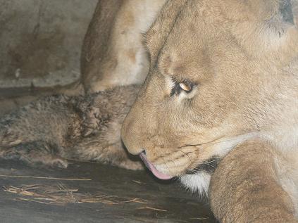 [Lioness+with+tongue+out.JPG]