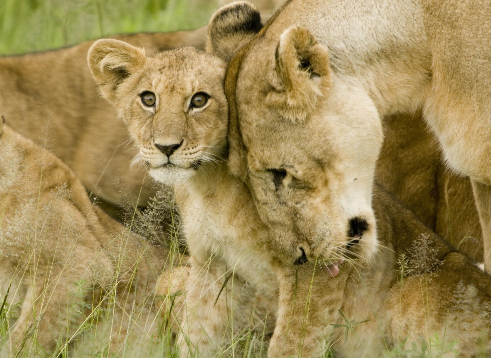 [Lioness+with+Cub.JPG]