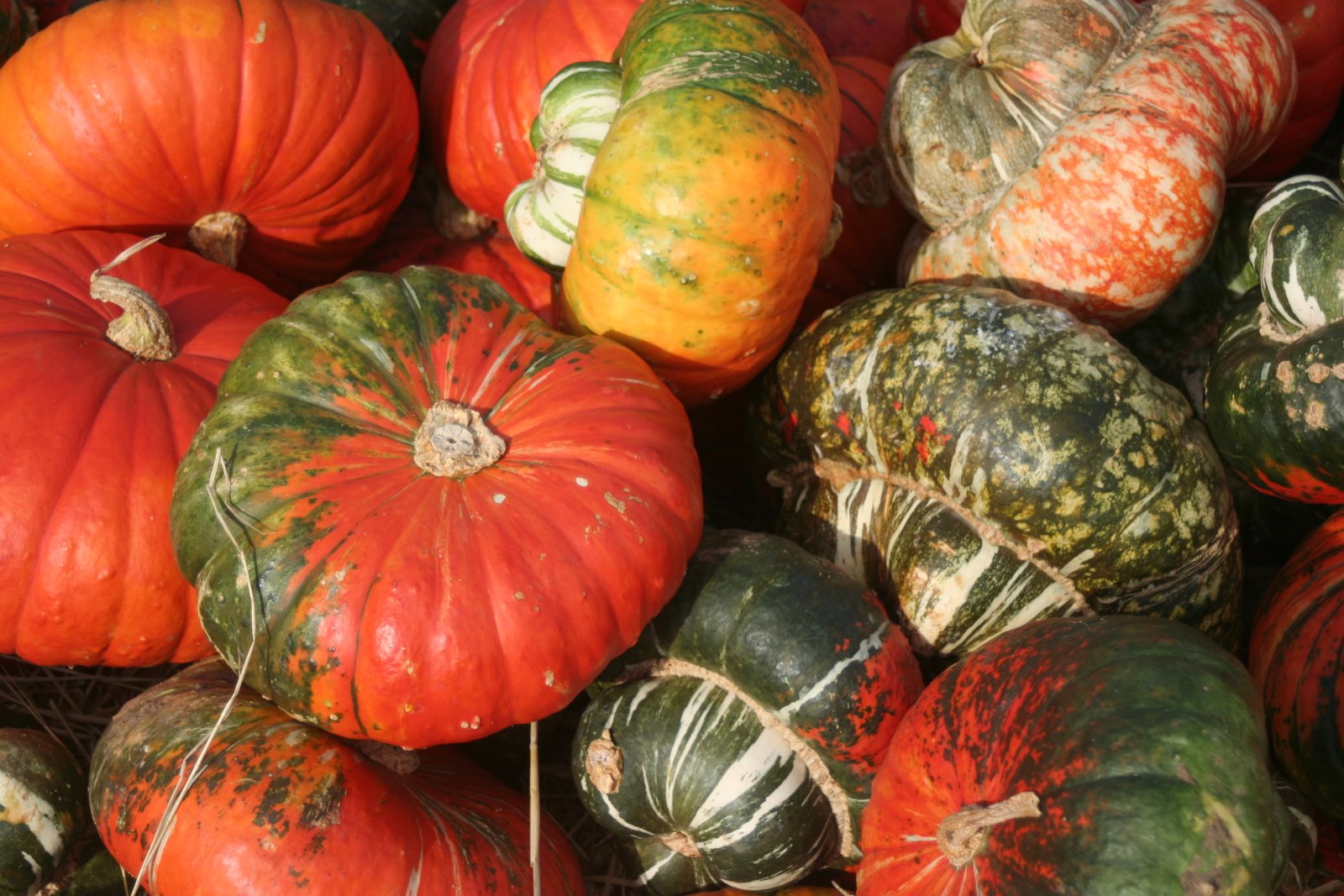 [October,+pumpkin+patch+064.jpg]