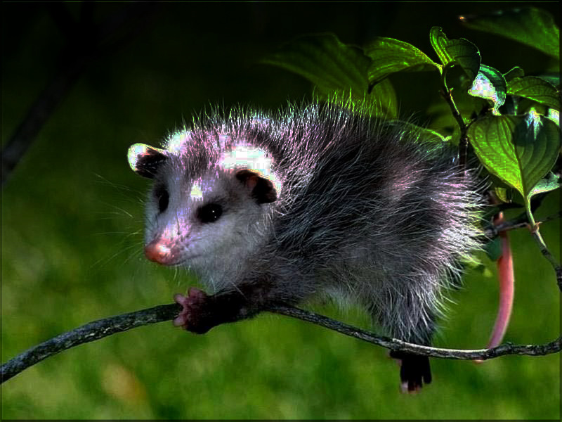 [opossum11.jpg]