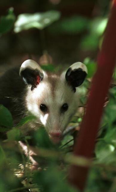 [opossum8.jpg]