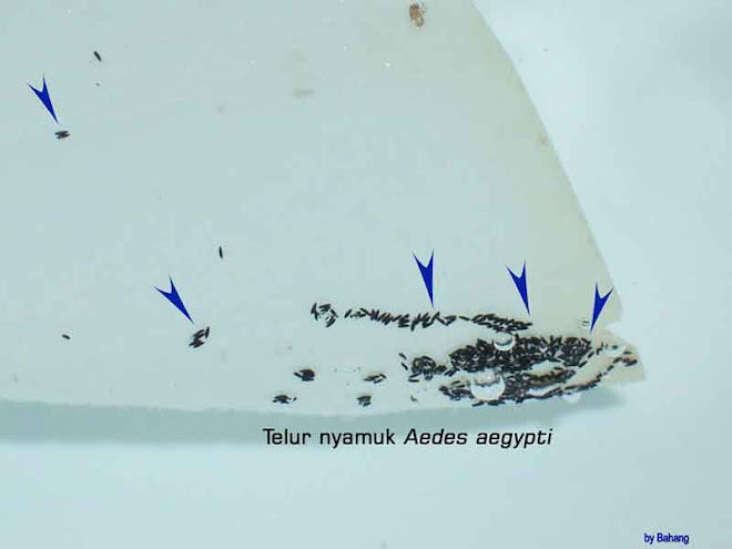 Telur nyamuk Aedes aegypti