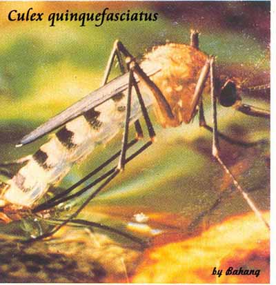 Nyamuk Culex quinquefasciatus