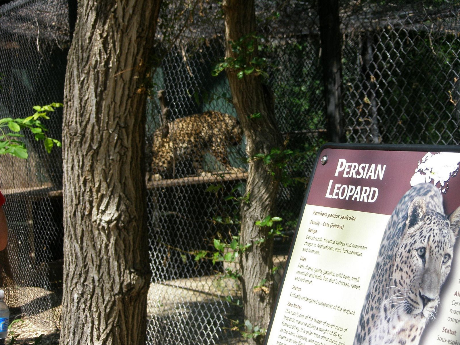 [persian+leopard+2.JPG]