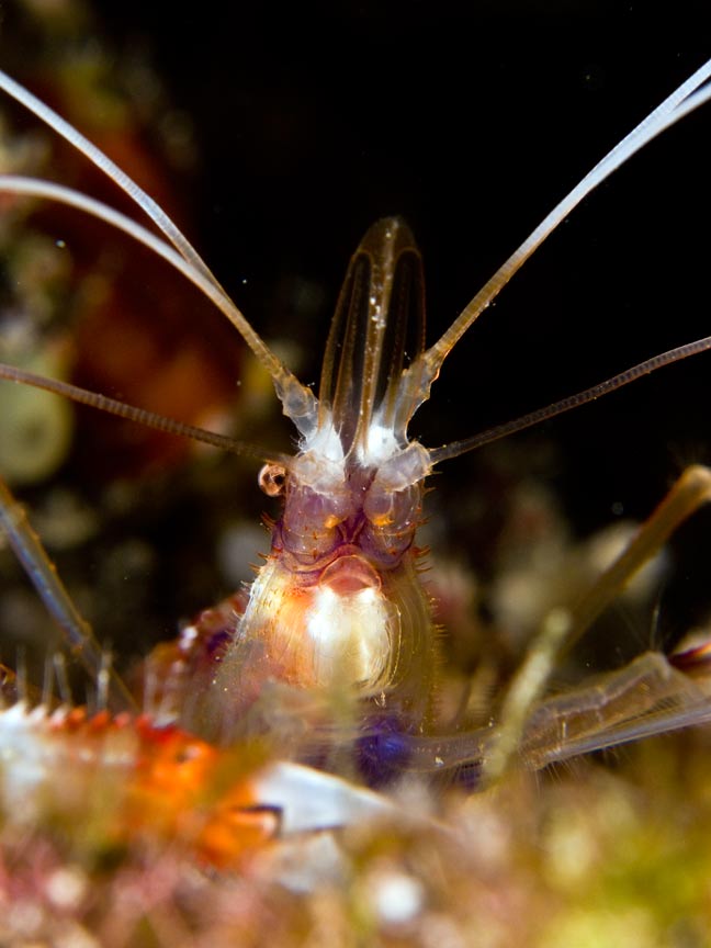 [banded-coral-shrimp-closeup.jpg]