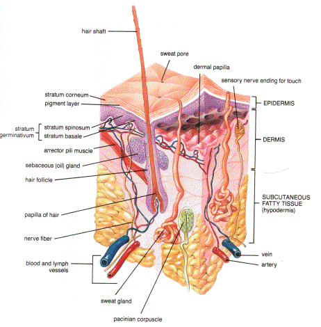 [Skin_Anathomy_and_Physiology.gif]