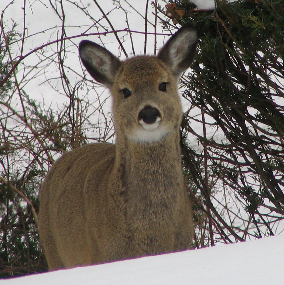 [Deer-close_up.jpg]