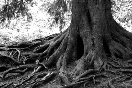 [tree_roots.jpg]