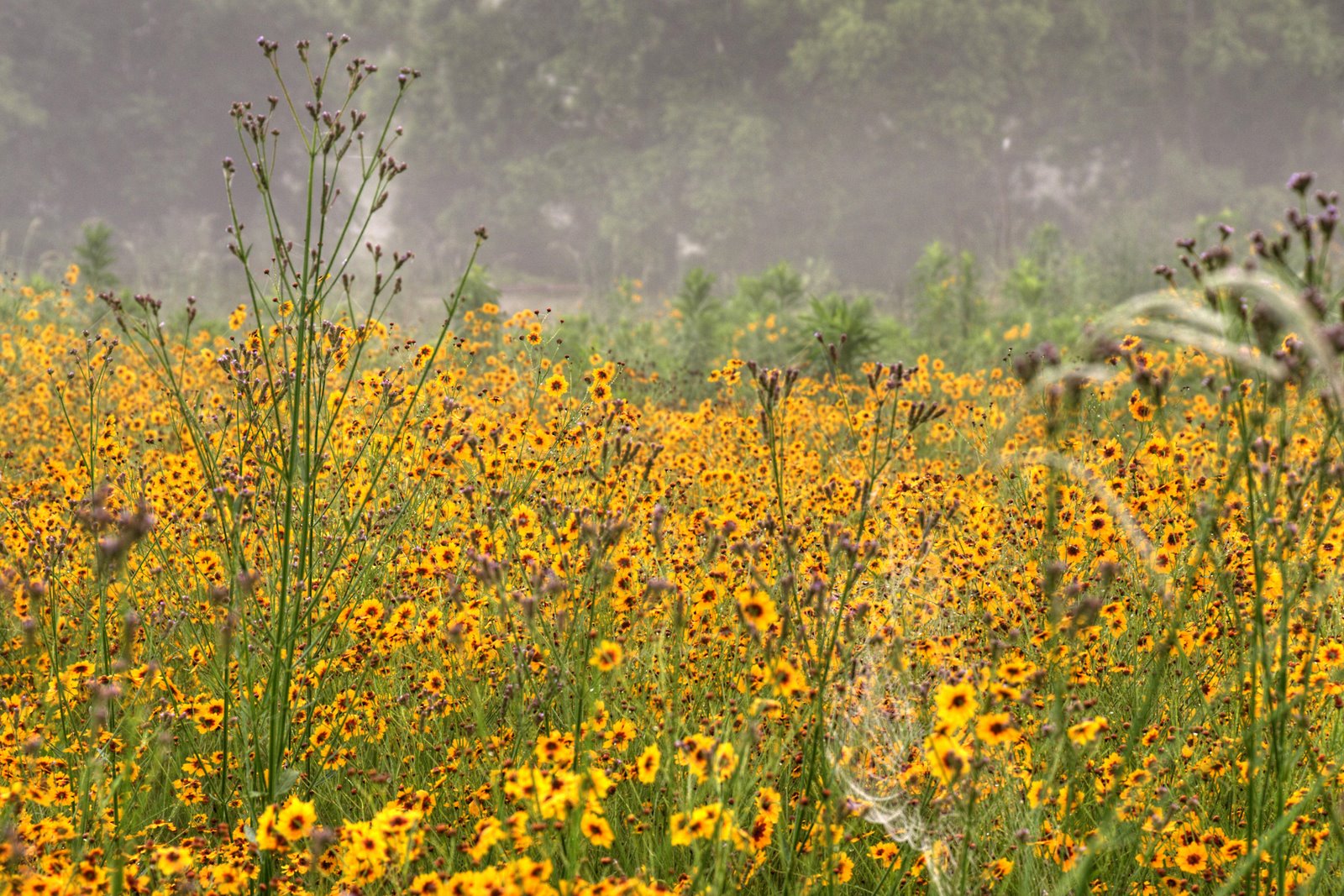 [foggy-yellow-flowers2.jpg]