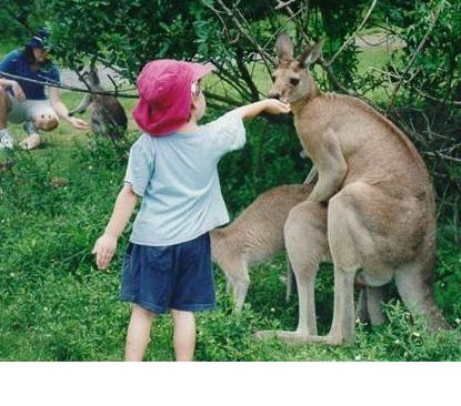 [kangaroos.jpg]
