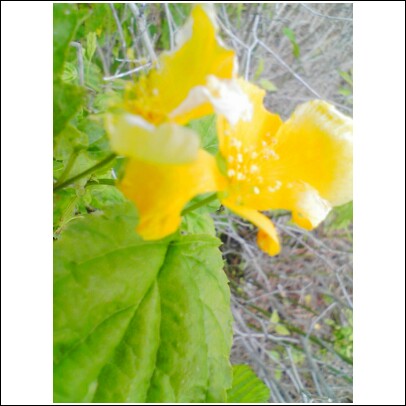 [yellow+flower1.jpg]