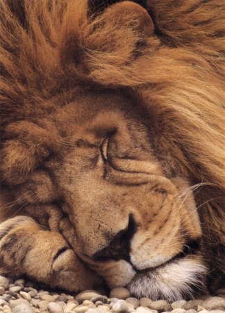 [CAT1027~Sleeping-Lion-Posters.jpg]