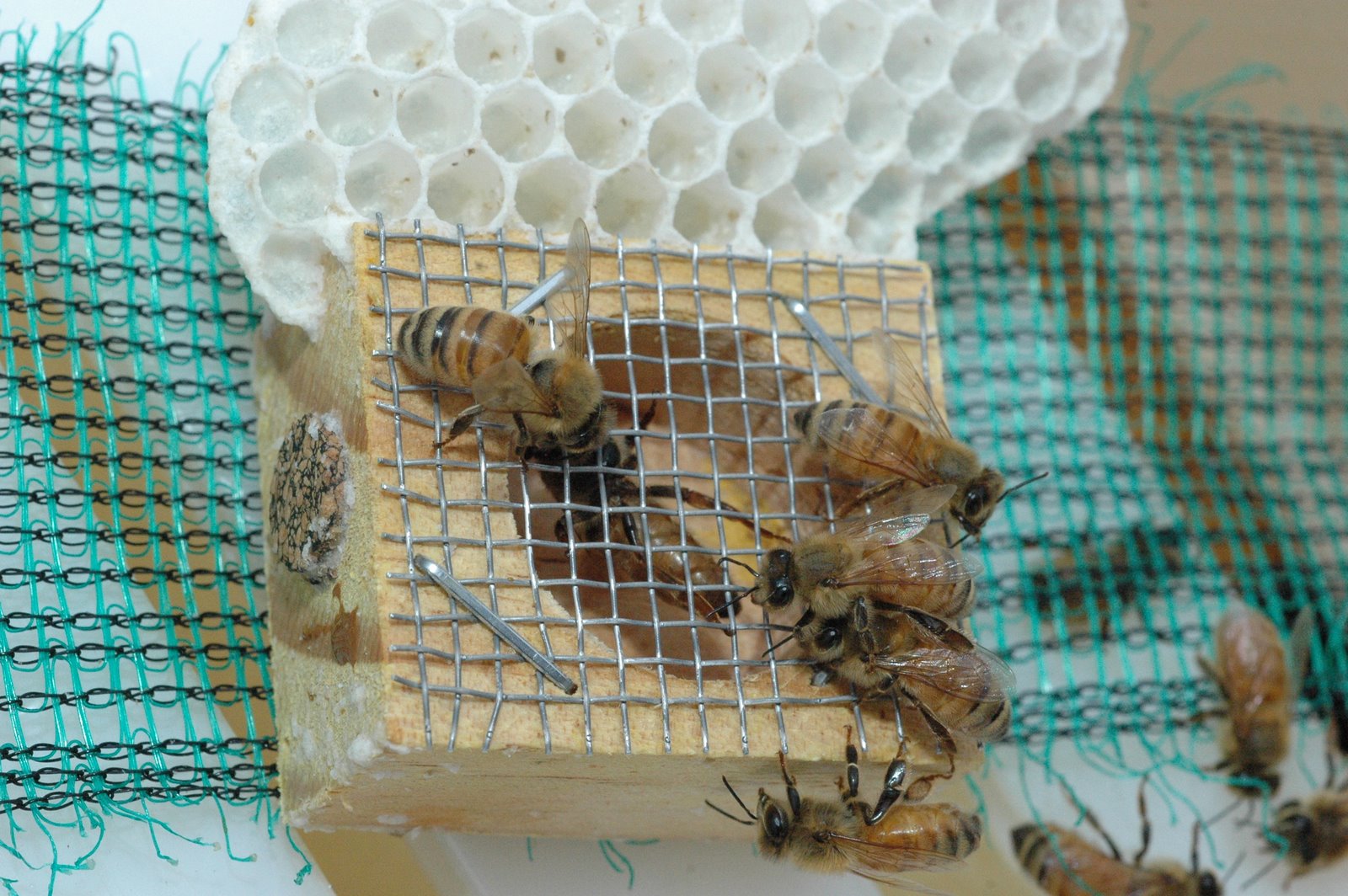 [bees+on+queen2.JPG]