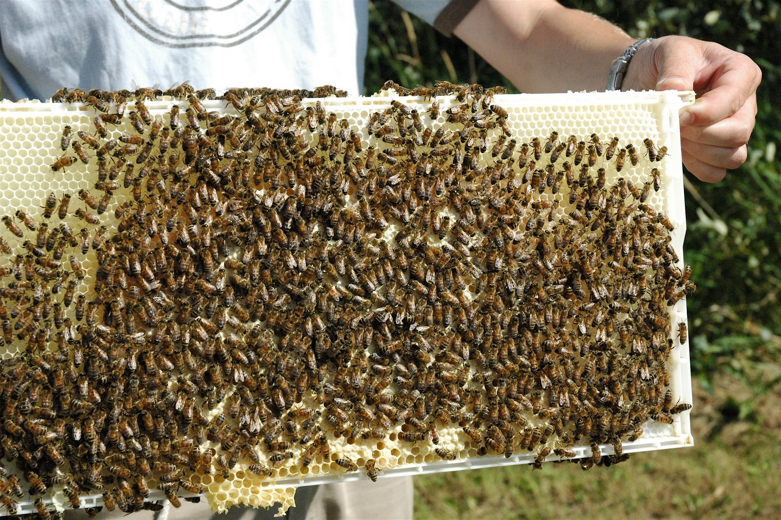 [swarm+bees2.JPG]
