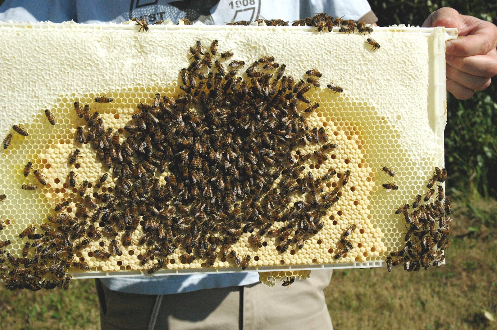 [swarm+bees3.JPG]