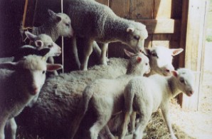 [Finn+lambs.jpg]