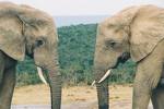 [Two+Elephants.jpg]