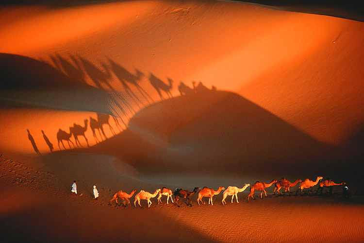 [Yaan+-+Camels.jpg]