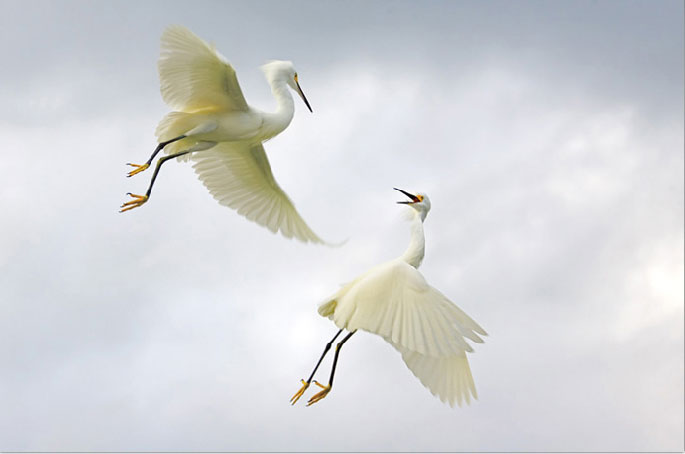 [egrets.jpg]