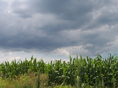[corn+sky.jpg]