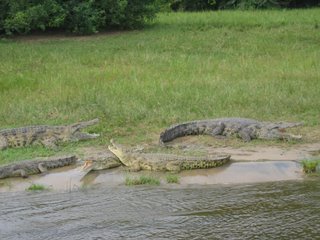 [000001UgandaNearWansekoCrocodiles.JPG]