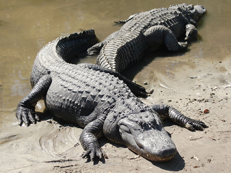 [000013Floridaamerican_alligators.jpg]