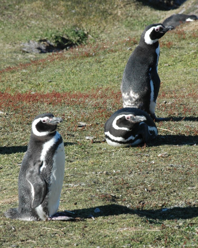 [Magellanic+Penguins+II.jpg]