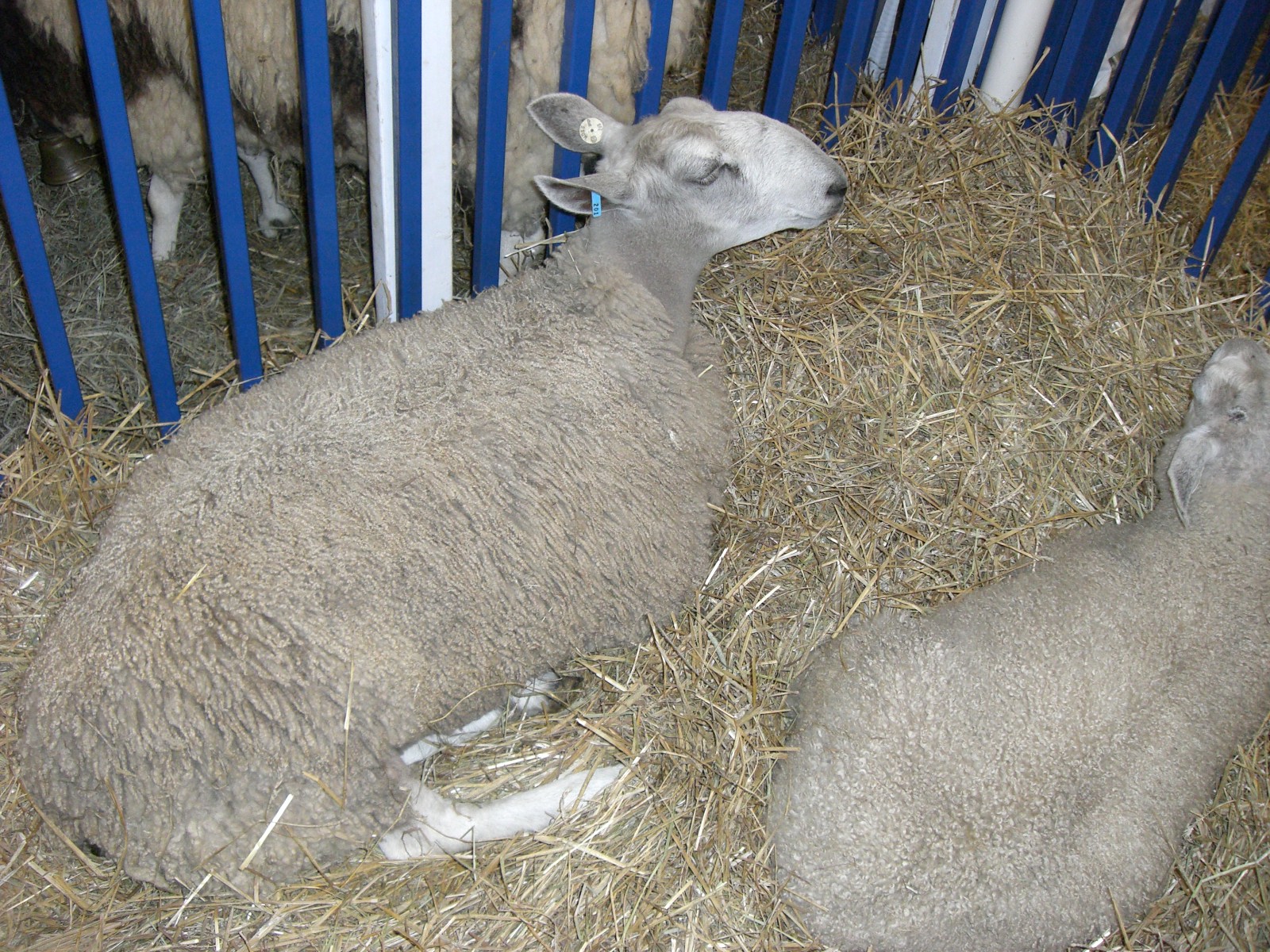 [md+sheep+and+wool+006.jpg]