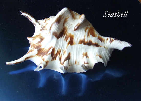 [seashell.jpg]