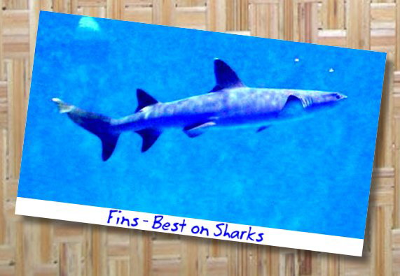 [shark-fins0340s.jpg]