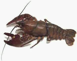 [crayfish.bmp]