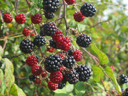 [blackberries1.jpg]