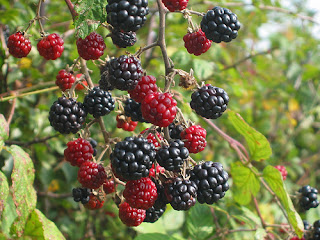 Blackberries rank #1 in antioxidants.