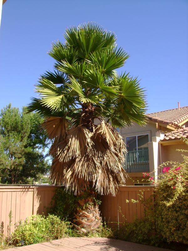 [Palm+Tree+Before.jpg]