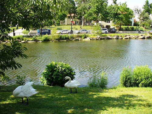 [Swan+Lake.jpg]
