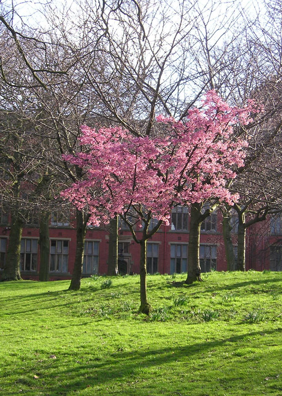 [blossom+weston+park.jpg]