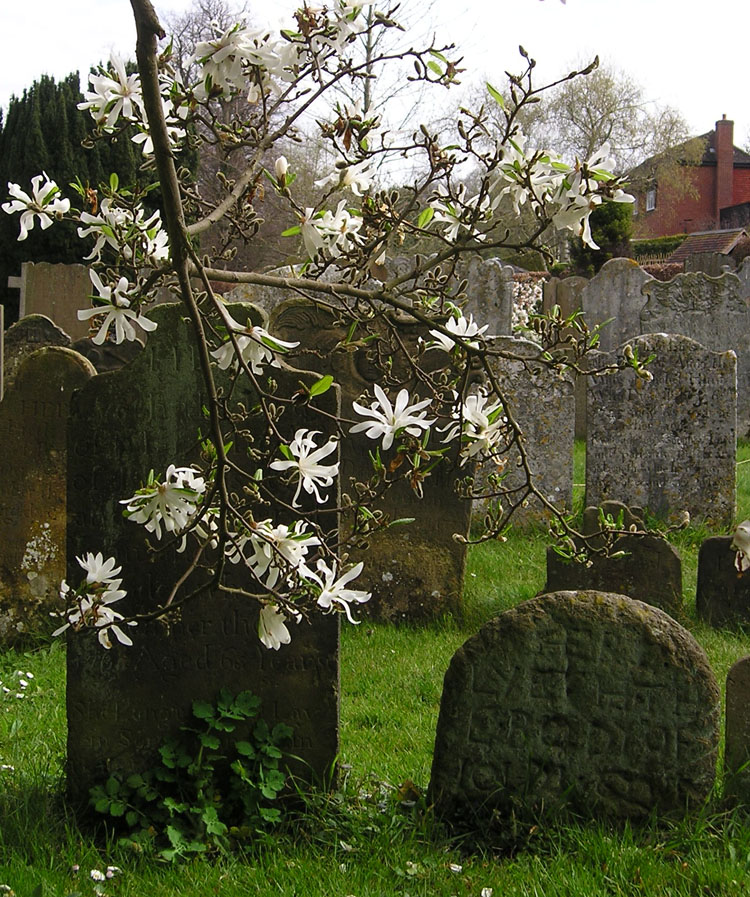 [limpsfield+churchyard+magnolia.jpg]