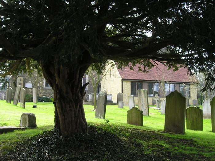 [limpsfield+churchyard+yew.jpg]