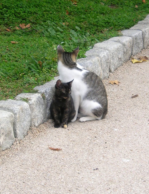[kitten+cat+retiro.jpg]