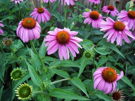 [PurpleConeflowers.jpg]