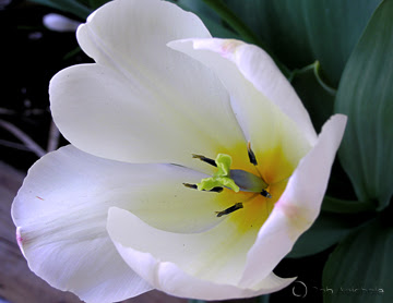 Искам картинка! White+Tulip