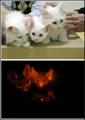 [cloned+cats.jpg]