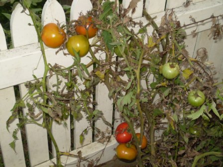 [Tomatoes.JPG]